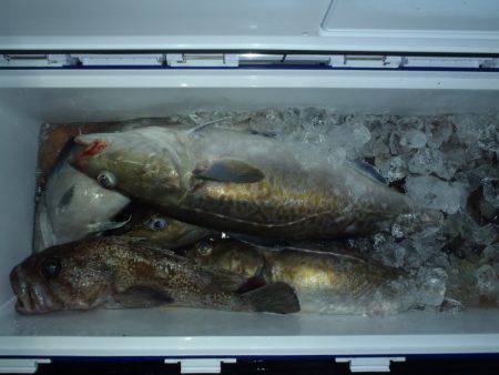 第二龍勢丸 釣果