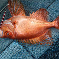 第二龍勢丸 釣果