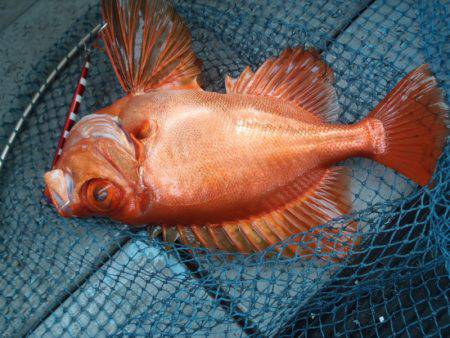 第二龍勢丸 釣果