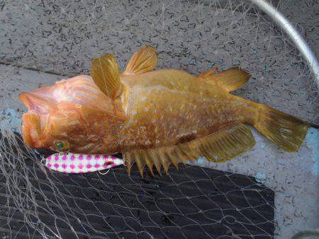 第二龍勢丸 釣果