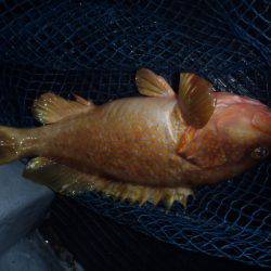 第二龍勢丸 釣果