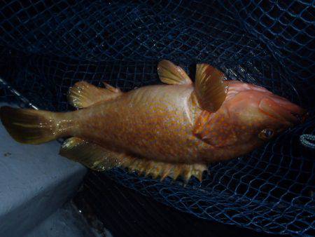 第二龍勢丸 釣果