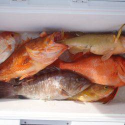 第二龍勢丸 釣果