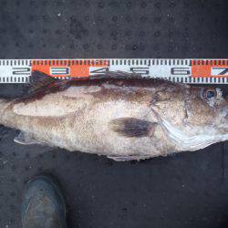 第二龍勢丸 釣果