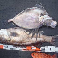 第二龍勢丸 釣果