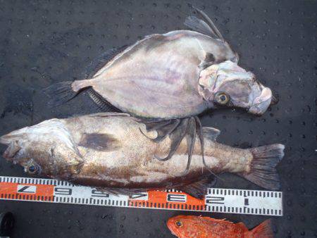 第二龍勢丸 釣果