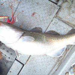 第二龍勢丸 釣果