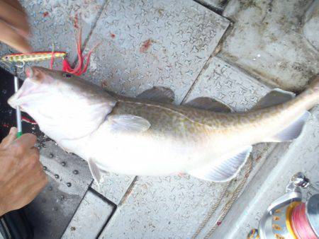 第二龍勢丸 釣果