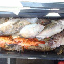 第二龍勢丸 釣果