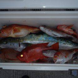 第二龍勢丸 釣果