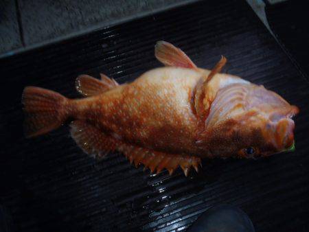 第二龍勢丸 釣果