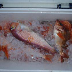 第二龍勢丸 釣果