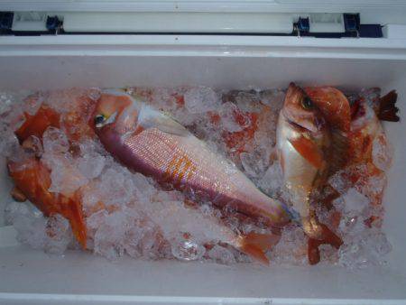 第二龍勢丸 釣果