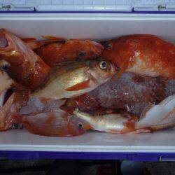 第二龍勢丸 釣果