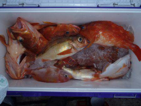 第二龍勢丸 釣果