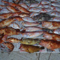 第二龍勢丸 釣果