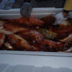 第二龍勢丸 釣果