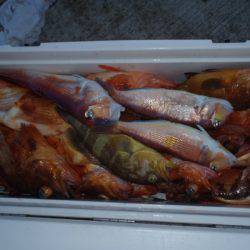 第二龍勢丸 釣果