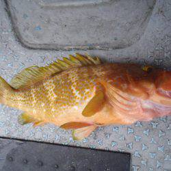 第二龍勢丸 釣果