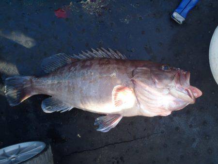 第二龍勢丸 釣果