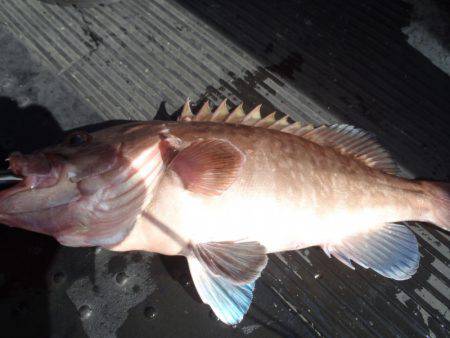 第二龍勢丸 釣果