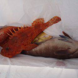 第二龍勢丸 釣果