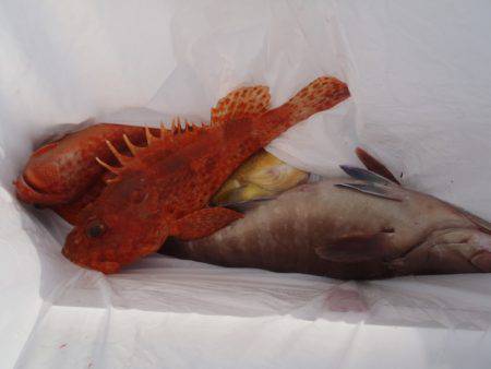 第二龍勢丸 釣果