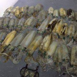 South Current 釣果