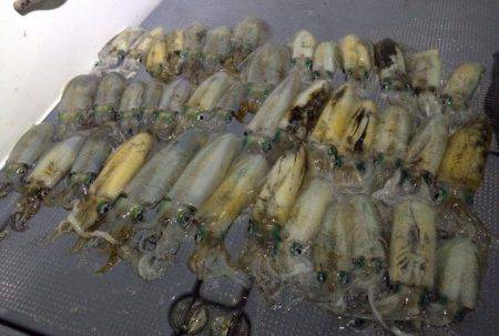 South Current 釣果