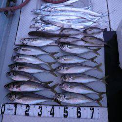 オーシャンスター(Ocean Star) 釣果