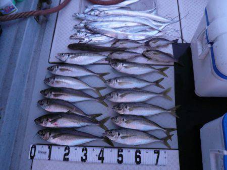 オーシャンスター(Ocean Star) …