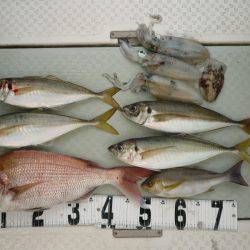 オーシャンスター(Ocean Star) 釣果