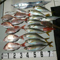 オーシャンスター(Ocean Star) 釣果