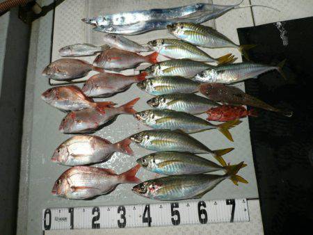 オーシャンスター(Ocean Star) …