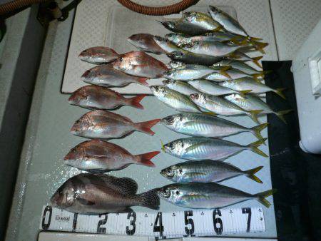 オーシャンスター(Ocean Star) …