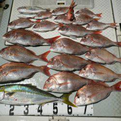 オーシャンスター(Ocean Star) 釣果