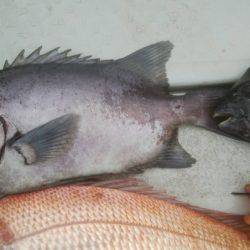 海季丸(みきまる) 釣果
