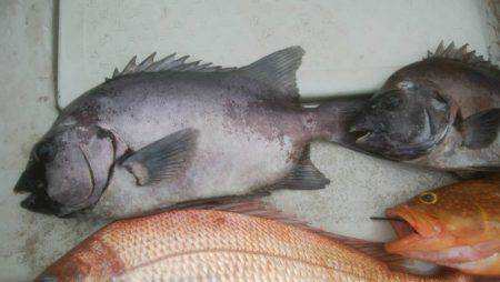海季丸(みきまる) 釣果
