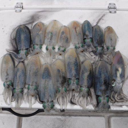 ＪＤＩ　Ｒａｃｉｎｇ　シールズマリンレジャー 釣果