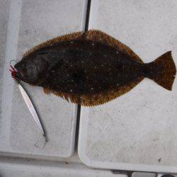 JDI Racing シールズマリンレジャー 釣果