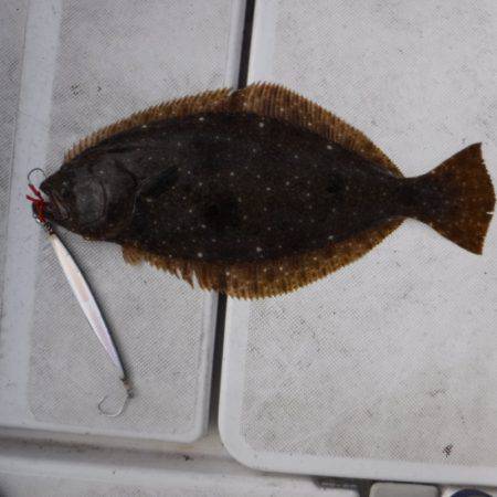 JDI Racing シールズマリンレジャー 釣果