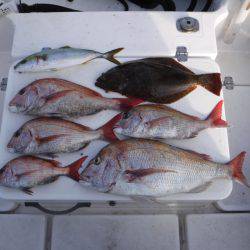 JDI Racing シールズマリンレジャー 釣果