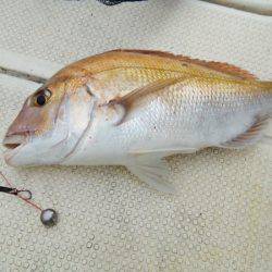 マリンガイド福丸 釣果