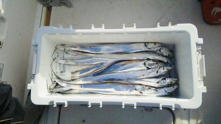 マリンガイド福丸 釣果