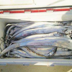 マリンガイド福丸 釣果