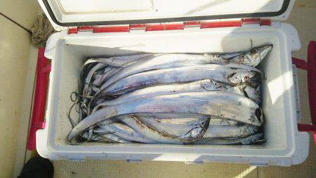 マリンガイド福丸 釣果