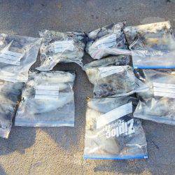 マリンガイド福丸 釣果