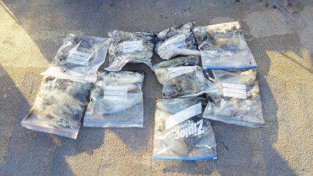 マリンガイド福丸 釣果