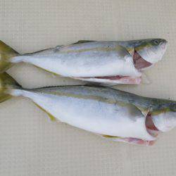 Chase（チェイス） 釣果