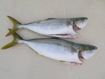 Chase（チェイス） 釣果